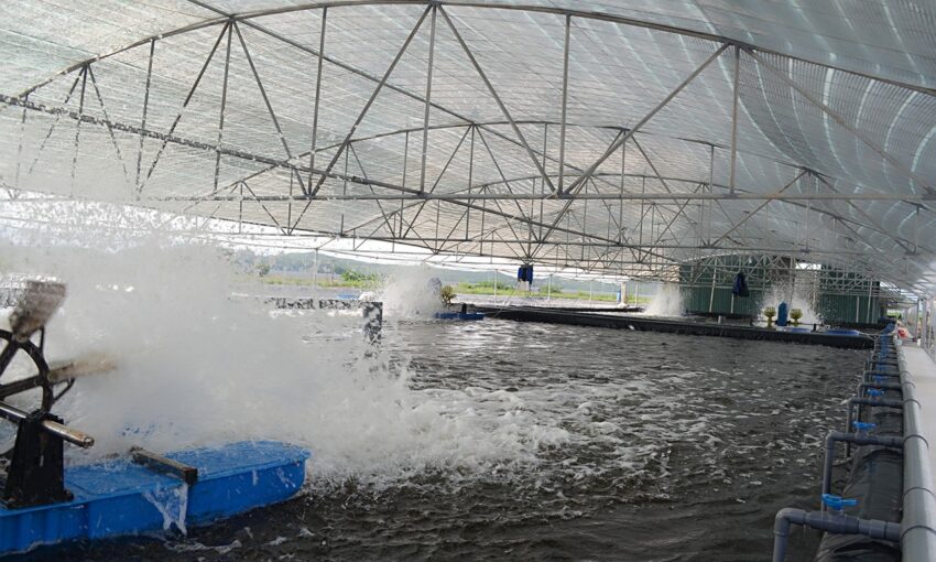 vi sinh, vi sinh xử lý đáy, men tiêu hóa, kỹ thuật nuôi cấy vi sinh