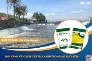 vi sinh, vi sinh xử lý đáy, men tiêu hóa, kỹ thuật nuôi cấy vi sinh