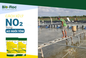 vi sinh, vi sinh xử lý đáy, men tiêu hóa, kỹ thuật nuôi cấy vi sinh