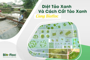 vi sinh, vi sinh xử lý đáy, men tiêu hóa, kỹ thuật nuôi cấy vi sinh