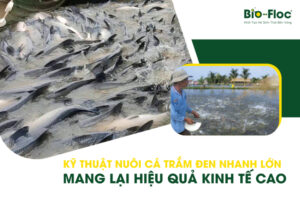 vi sinh, vi sinh xử lý đáy, men tiêu hóa, kỹ thuật nuôi cấy vi sinh