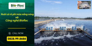 vi sinh, vi sinh xử lý đáy, men tiêu hóa, kỹ thuật nuôi cấy vi sinh