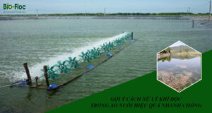 vi sinh, vi sinh xử lý đáy, men tiêu hóa, kỹ thuật nuôi cấy vi sinh