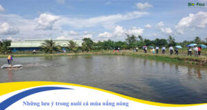 vi sinh, vi sinh xử lý đáy, men tiêu hóa, kỹ thuật nuôi cấy vi sinh