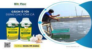 vi sinh, vi sinh xử lý đáy, men tiêu hóa, kỹ thuật nuôi cấy vi sinh