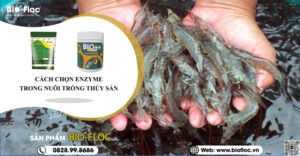 vi sinh, vi sinh xử lý đáy, men tiêu hóa, kỹ thuật nuôi cấy vi sinh