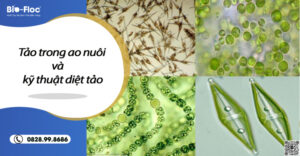 vi sinh, vi sinh xử lý đáy, men tiêu hóa, kỹ thuật nuôi cấy vi sinh