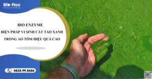 vi sinh, vi sinh xử lý đáy, men tiêu hóa, kỹ thuật nuôi cấy vi sinh