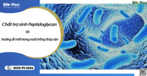 vi sinh, vi sinh xử lý đáy, men tiêu hóa, kỹ thuật nuôi cấy vi sinh