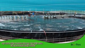 chế phẩm sinh học, vi sinh bản địa, vi sinh, vi sinh xử lý đáy, men tiêu hóa, kỹ thuật nuôi cấy vi sinh