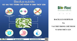 chế phẩm sinh học, vi sinh bản địa, vi sinh, vi sinh xử lý đáy, men tiêu hóa, kỹ thuật nuôi cấy vi sinh