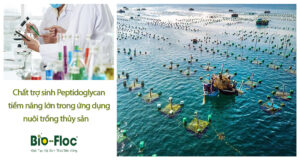 vi sinh, vi sinh xử lý đáy, men tiêu hóa, kỹ thuật nuôi cấy vi sinh