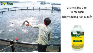 chế phẩm sinh học, vi sinh bản địa, vi sinh, vi sinh xử lý đáy, men tiêu hóa, kỹ thuật nuôi cấy vi sinh