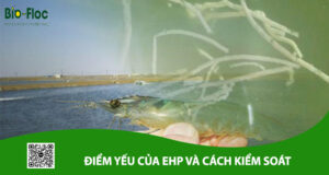 chế phẩm sinh học, vi sinh bản địa, vi sinh, vi sinh xử lý đáy, men tiêu hóa, kỹ thuật nuôi cấy vi sinh