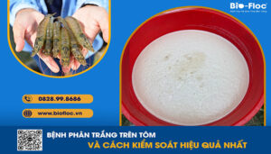 chế phẩm sinh học, vi sinh bản địa, vi sinh, vi sinh xử lý đáy, men tiêu hóa, kỹ thuật nuôi cấy vi sinh