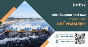 chế phẩm sinh học, vi sinh bản địa, vi sinh, vi sinh xử lý đáy, men tiêu hóa, kỹ thuật nuôi cấy vi sinh