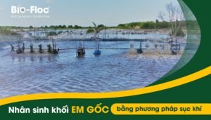 vi sinh, vi sinh xử lý đáy, men tiêu hóa, kỹ thuật nuôi cấy vi sinh