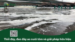 vi sinh, vi sinh xử lý đáy, men tiêu hóa, kỹ thuật nuôi cấy vi sinh