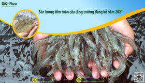 vi sinh, vi sinh xử lý đáy, men tiêu hóa, kỹ thuật nuôi cấy vi sinh