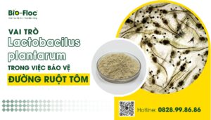 vi sinh, vi sinh xử lý đáy, men tiêu hóa, kỹ thuật nuôi cấy vi sinh