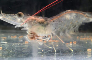 cách hỗ trợ điều trị tôm bị bệnh phân trắng