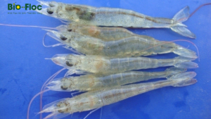 nguyên nhân gây bệnh ở tôm thẻ chân trắng