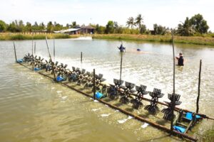 Nuôi tôm thẻ ao đất