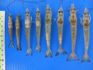 vi bào tử trùng ở tôm