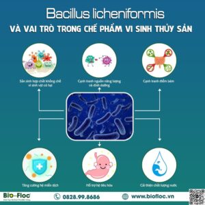 Chủng B. licheniformis