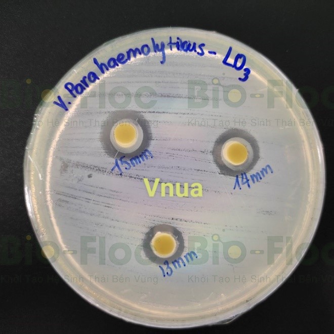 Vibrio