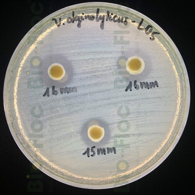 Vibrio