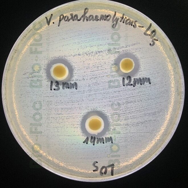 Vibrio
