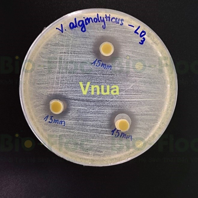 Vibrio