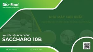 SACCHARO 10B