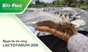 Dòng vi sinh kháng Vibrio