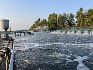 Sử Dụng Vi Sinh Được Phân Lập Từ Các Vùng Nuôi Tôm