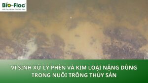 Vi sinh xử lý phèn và kim loại nặng