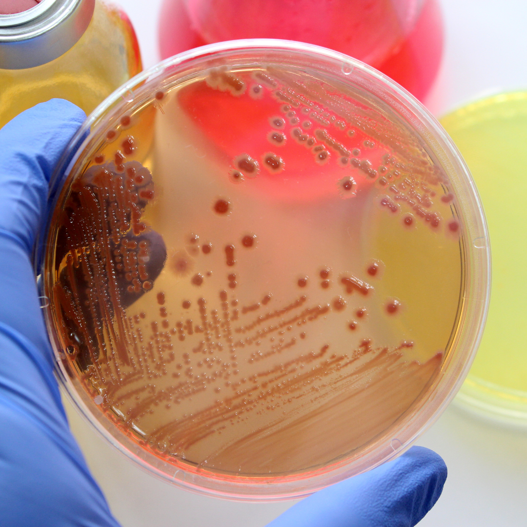 hoạt tính sinh học cao