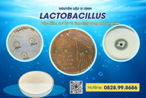 nguyên liệu vi sinh lactobacillus