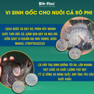 cá rô phi xuất khẩu, nguyên liệu vi sinh
