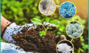 chế phẩm vi sinh cho nông nghiệp