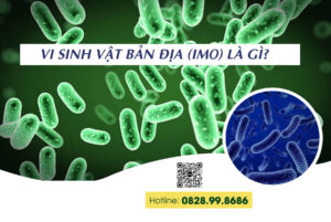 vi sinh vật bản địa IMO