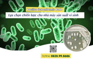 Bacillus licheniformis Ba60
