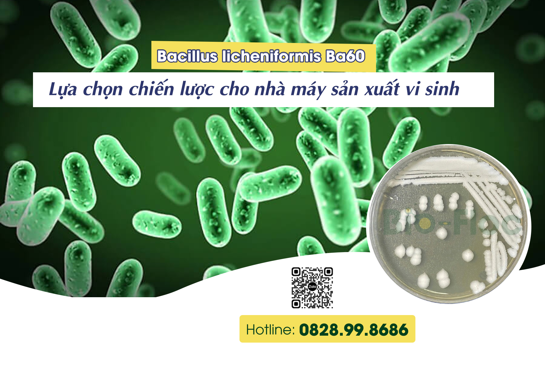 Bacillus licheniformis Ba60