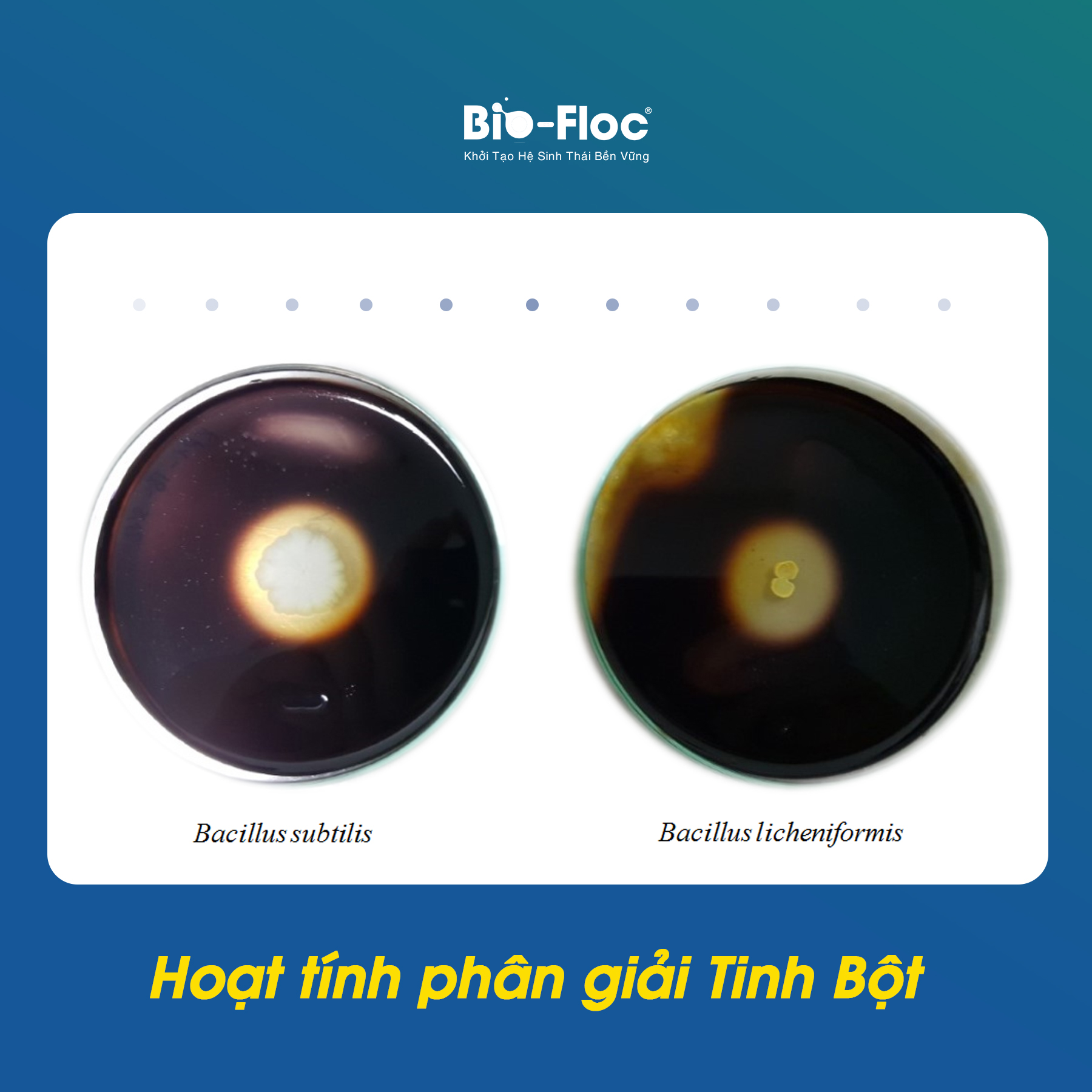 vi sinh bản địa hoạt lực cao