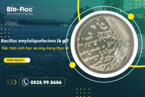Bacillus amyloliquefaciens là gì?