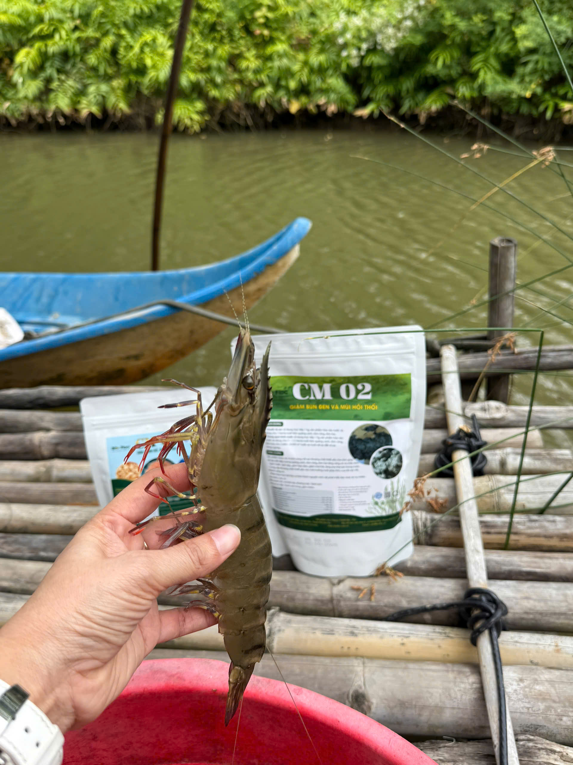 nuôi tôm quảng canh