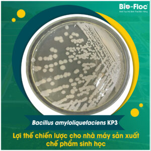 Bacillus amyloliquefaciens KP3