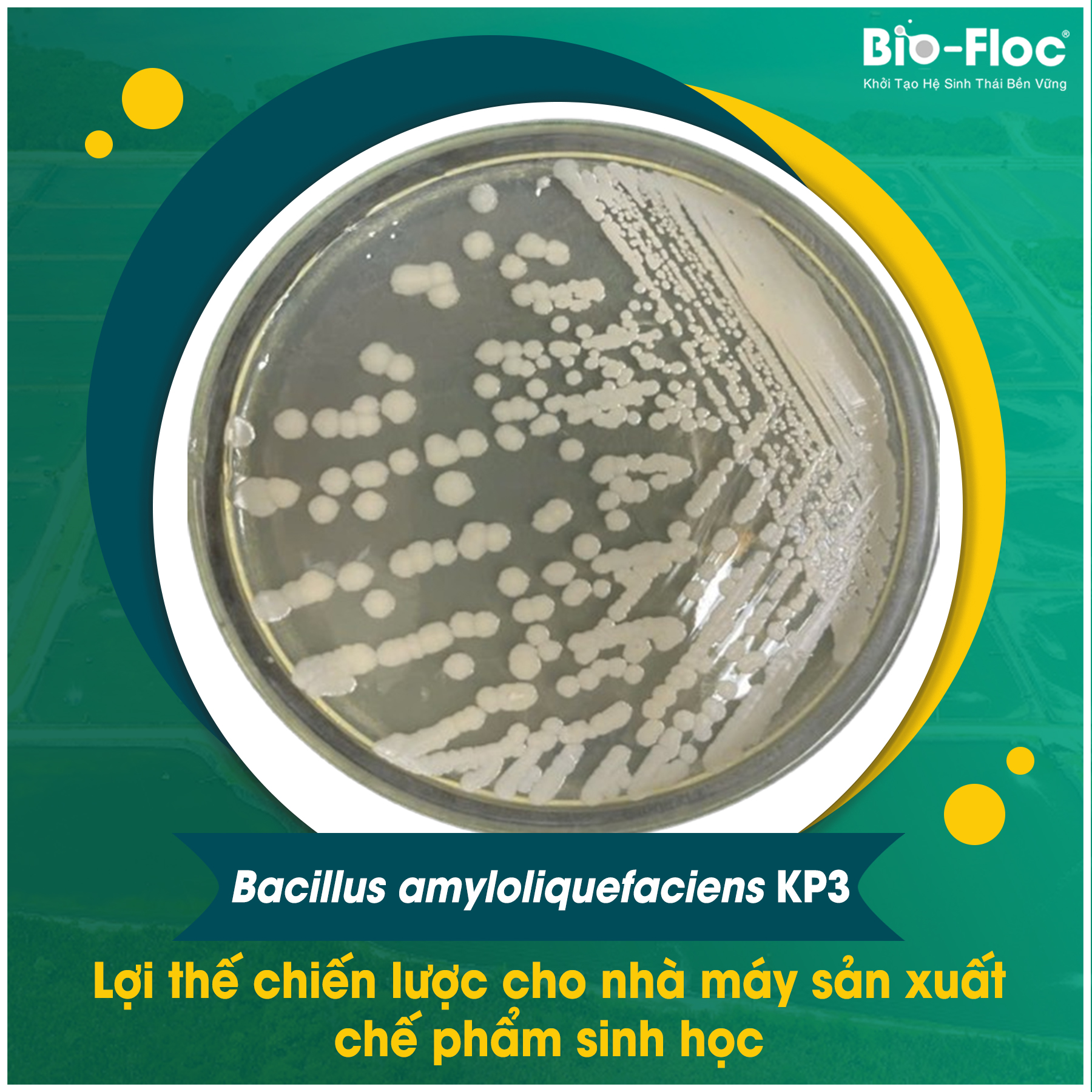 Bacillus amyloliquefaciens KP3