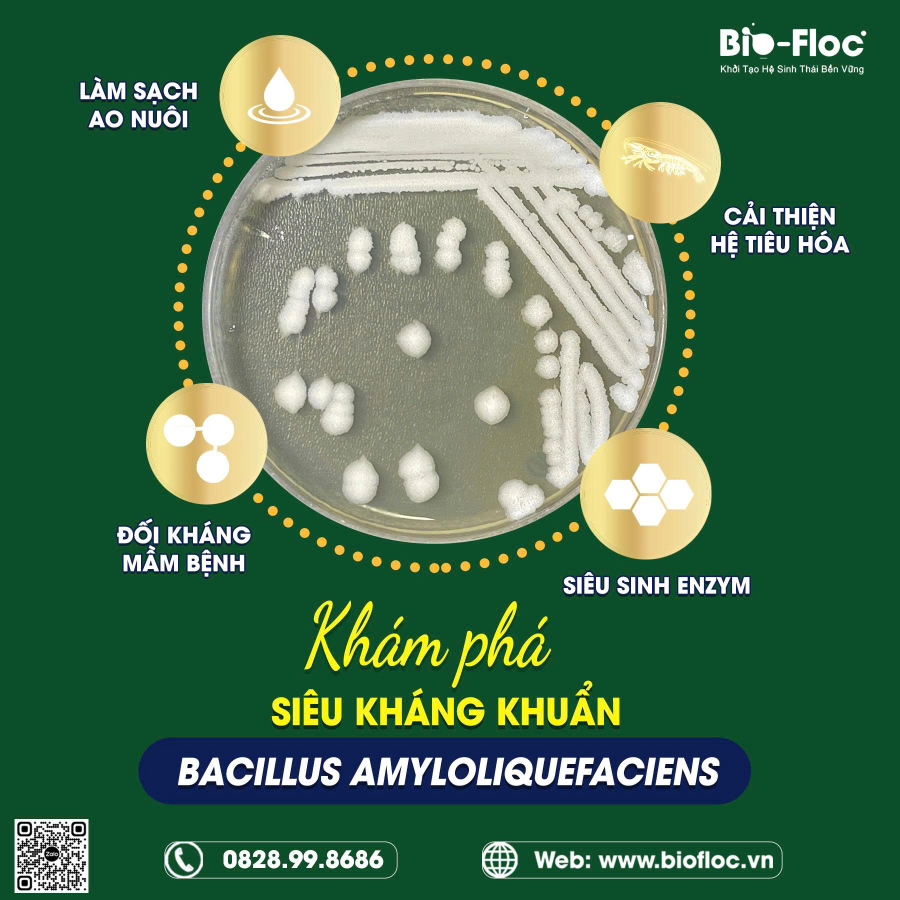 Bacilus amyloliquefaciens